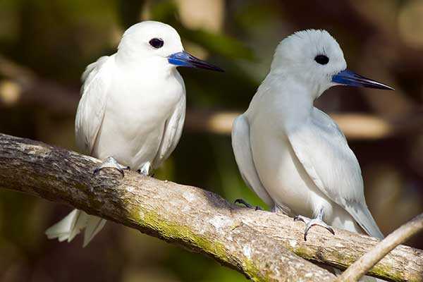 Что предвещает встреча с белыми голубями
