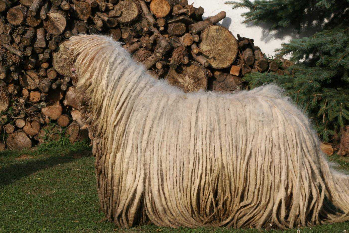 Венгерские овчарки (комондоры) — лучшие в мире охранники с дредами