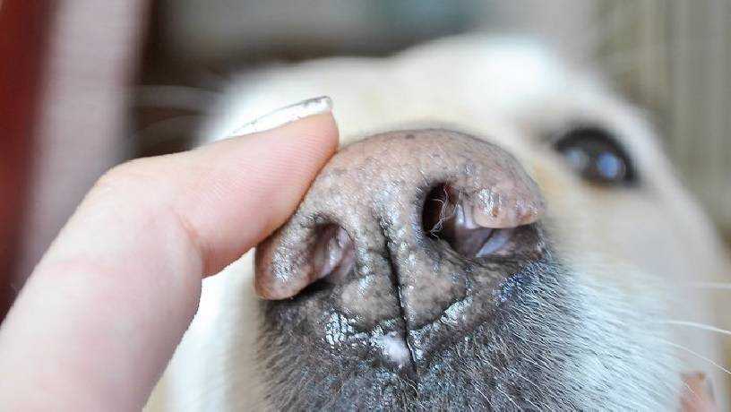 У собаки очень мокрый нос. почему у собак мокрый нос? когда волноваться не следует