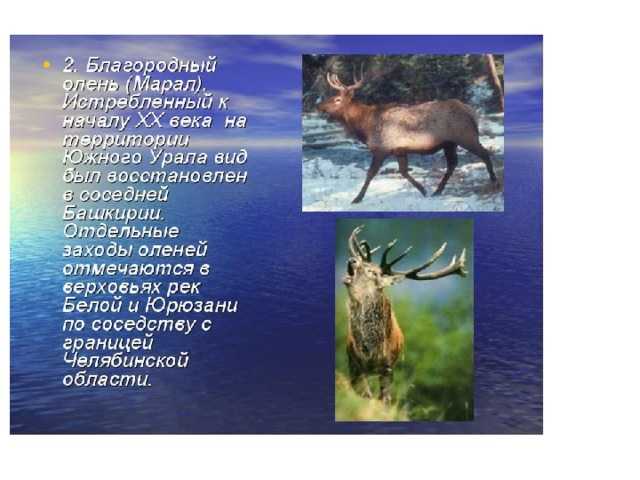 Животные урала: разнообразие природы, фото и интересные факты - tarologiay.ru