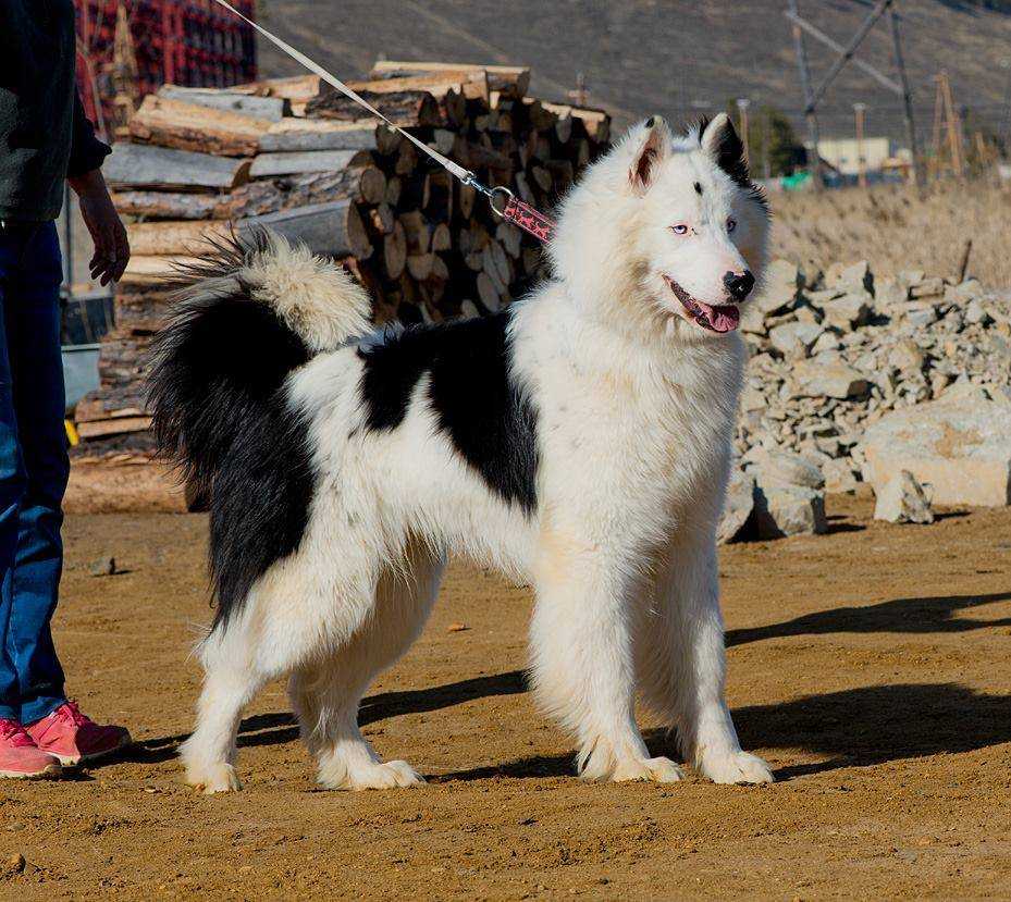 Якутская лайка — описание породы и характер собаки