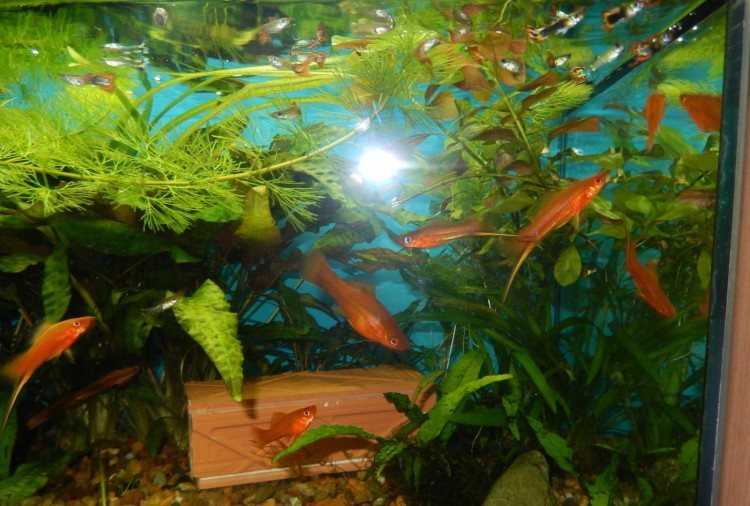 Как размножаются аквариумные рыбки
