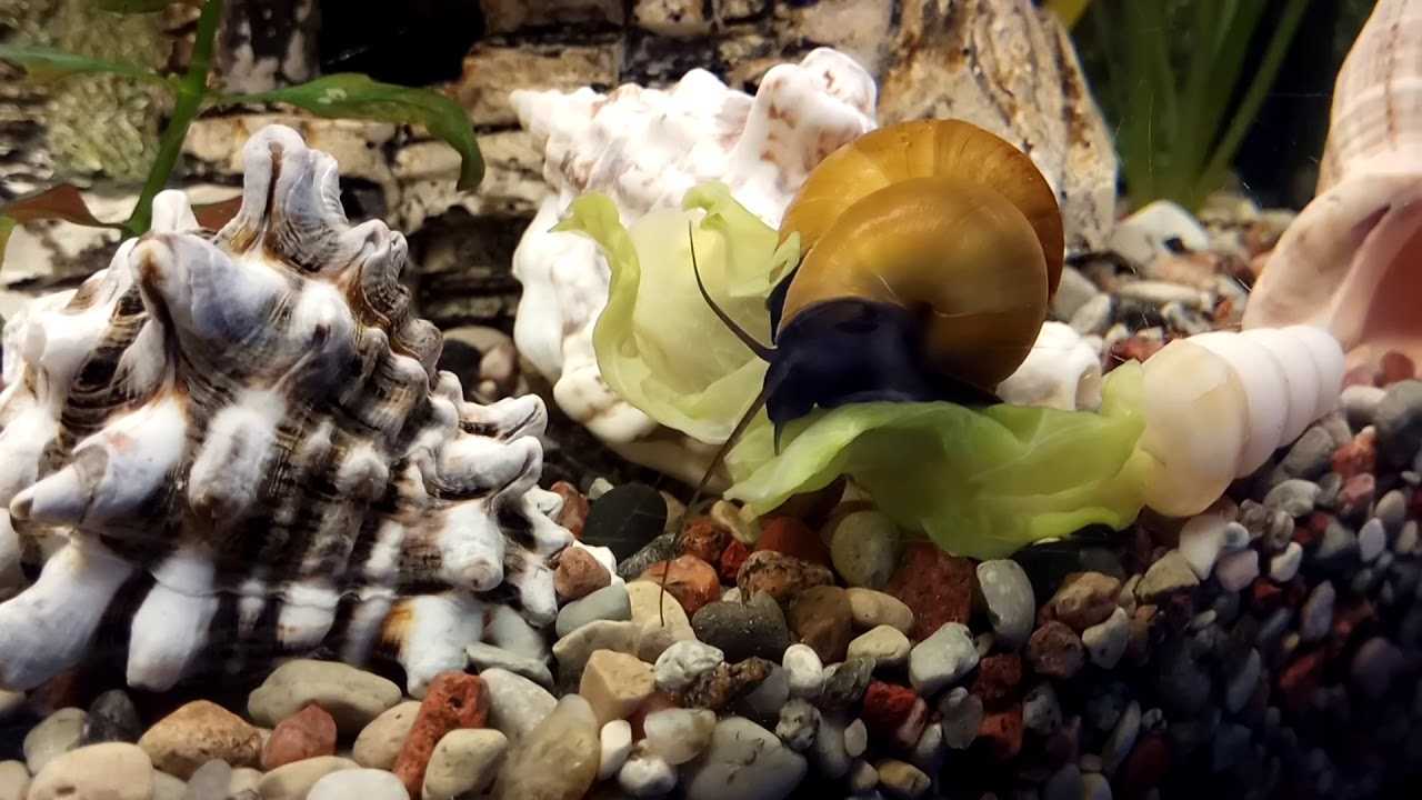 Улитки Ампулярии в аквариуме: характеристика вида, особенности, содержание и правильный уход, разведение и польза моллюсков