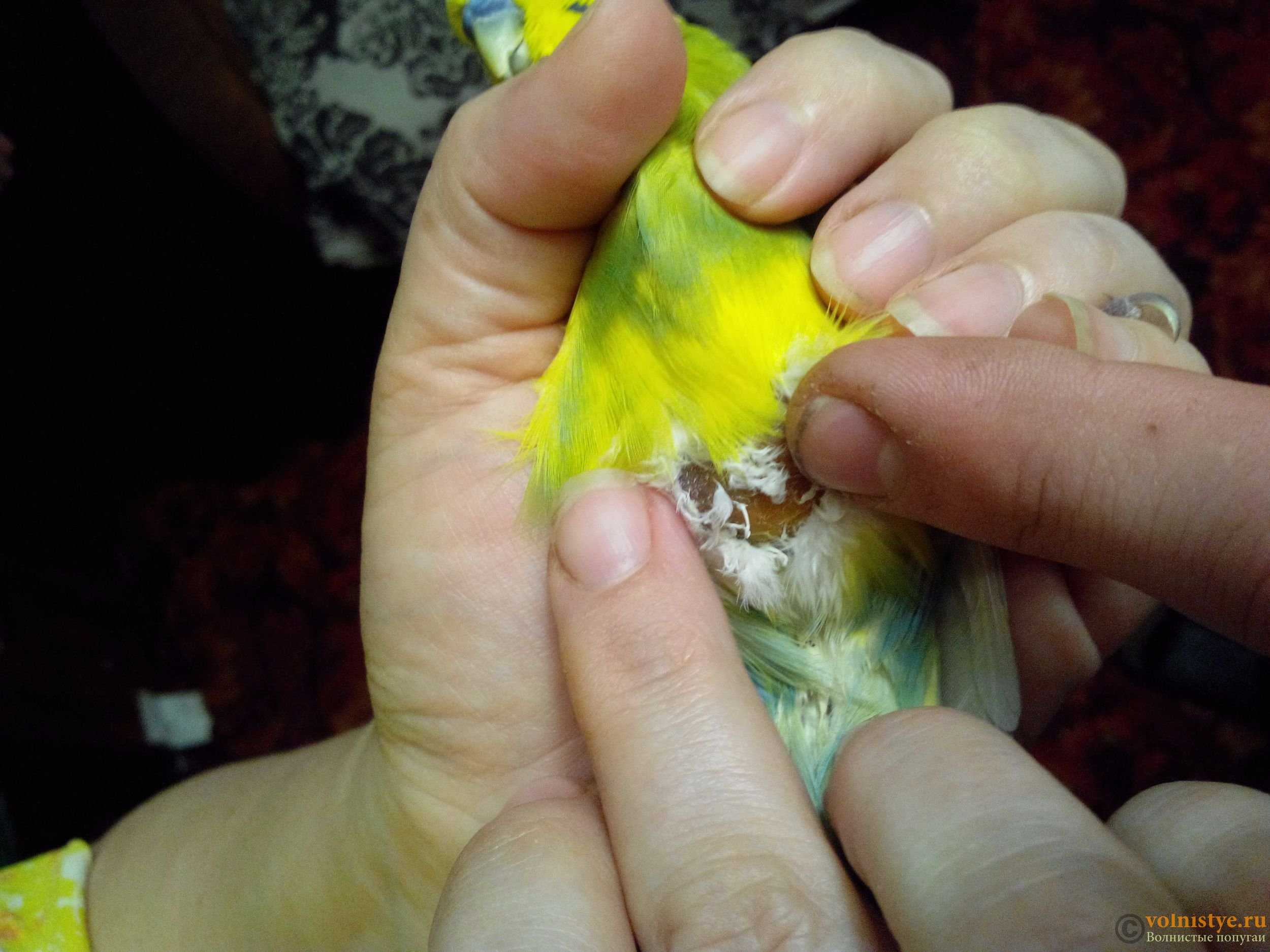Болезни волнистых попугаев 🦜 симптомы и лечение | pet7