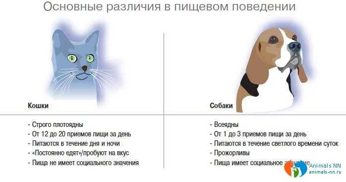 Чем отличается кошка от собаки: пищеварение, предки, болезни | hill's