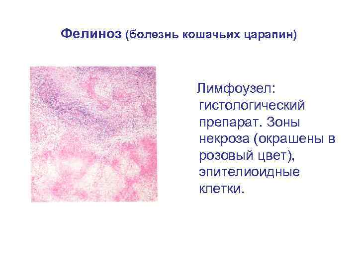 Бешенство у кошек