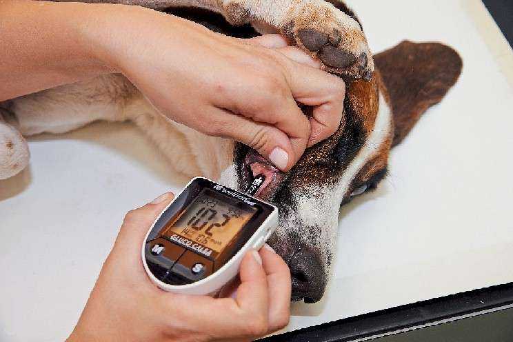Понижена глюкоза в крови у собаки - как проявляется патология, прогноз