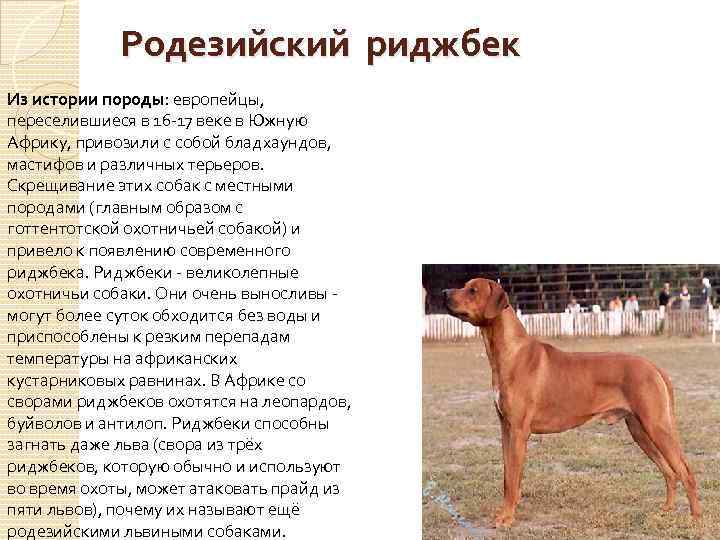 Тайский риджбек: фото, стандарт и описание породы собак
тайский риджбек: фото, стандарт и описание породы собак