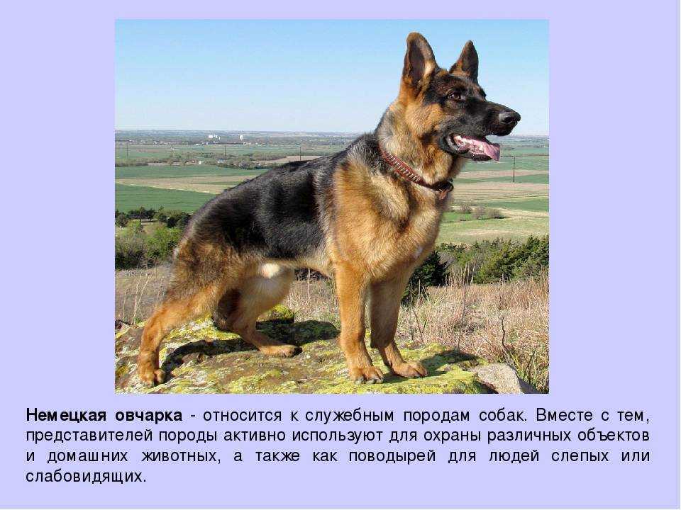 Шарпланинская овчарка (югославская овчарка): описание породы собак с фото