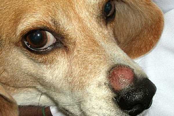Экзема у собак: симптомы, причины, лечение
экзема у собак: симптомы, причины, лечение