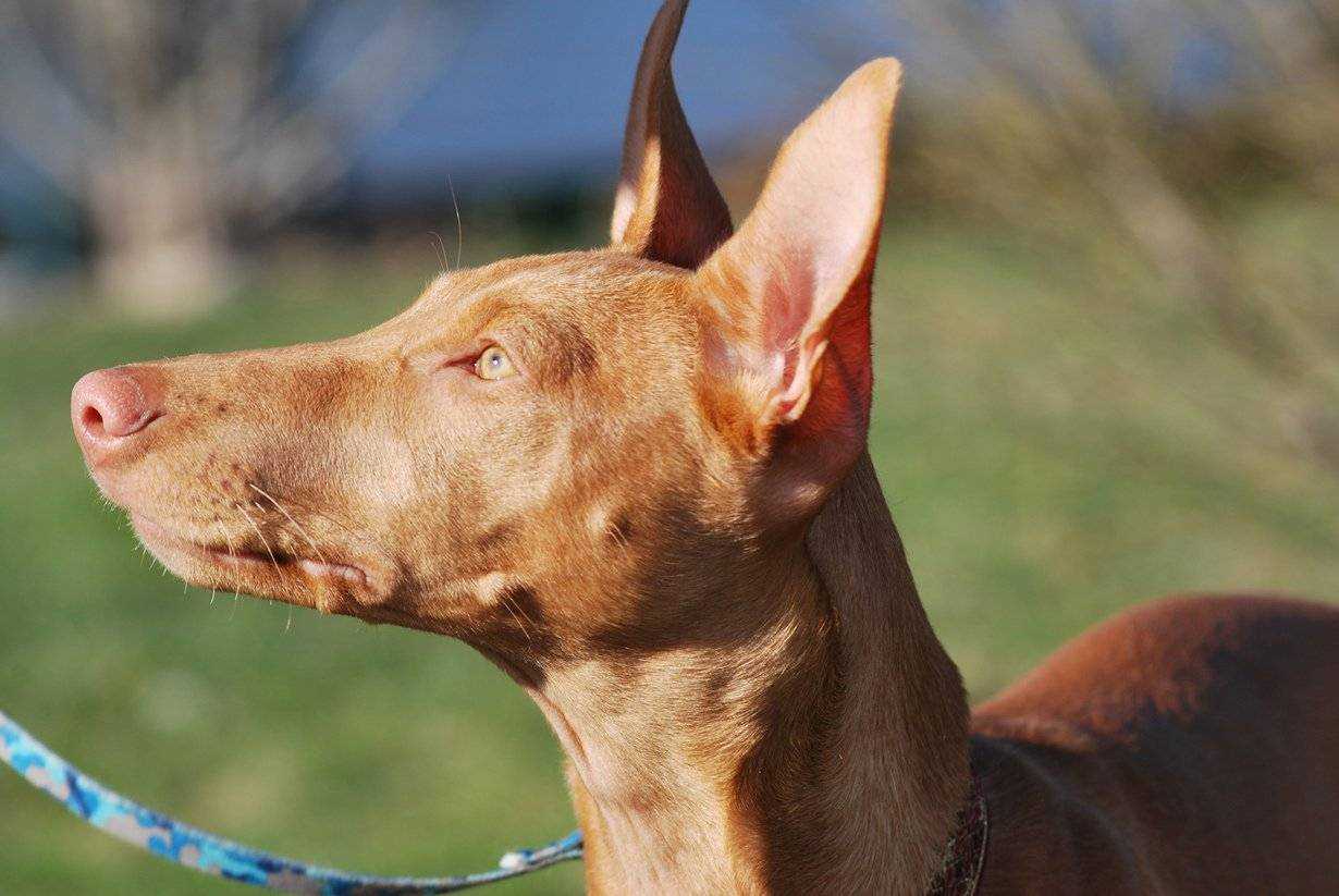 Фараонова собака 🐕: описание породы, характер, содержание и уход, фото собаки