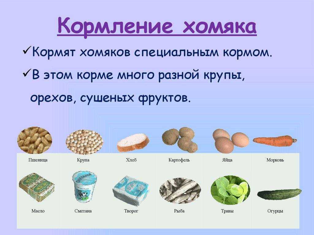 Можно ли хомякам арбуз или дыню? :: syl.ru