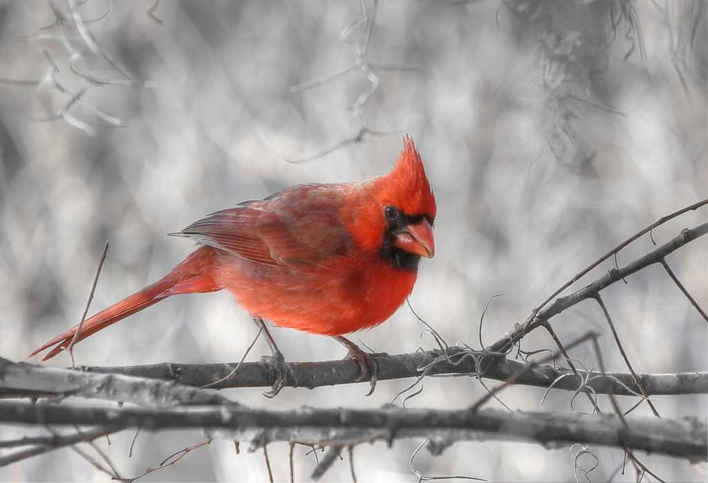 Попугайный или пурпурный кардинал