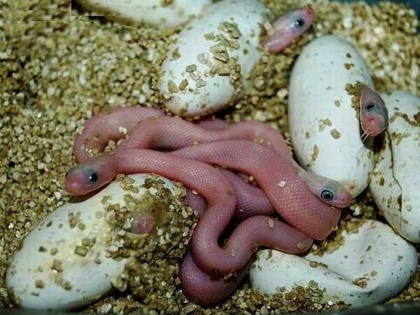Размножение змей (гадюк, ужей) в природе, фото, видео