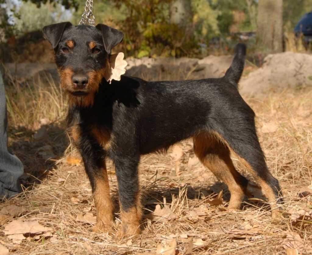 Ягдтерьер: фото немецкого охотничьего терьера и характеристика породы, описание собаки