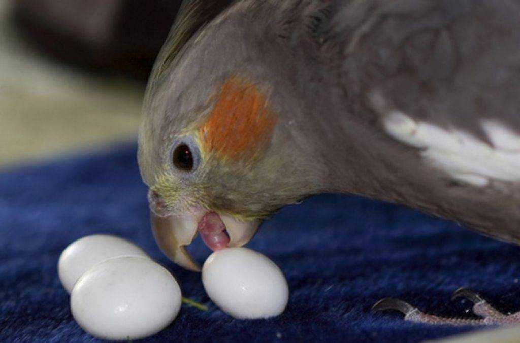 Волнистый попугай снесла яйцо без самца: как такое может быть?