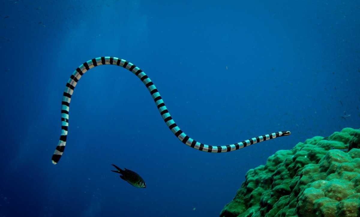 Морские змеи, опасность для человека, симптомы после укуса, виды укусов и места обитания морских змей. | выживание в дикой природе