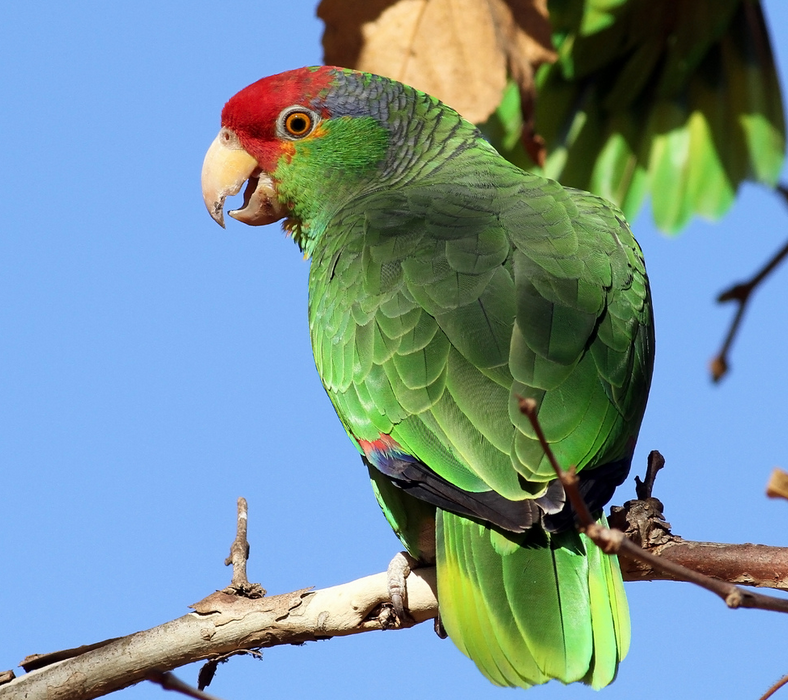 Виды средних попугаев: подробное описание популярных попугаев в качестве домашних питомцев, а также особенности их содержания