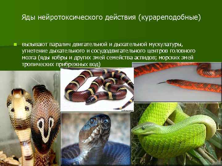 Королевская змея (калифорнийская, молочная, поперечнополосатая, мексиканская, аризонская, обыкновенная): ядовитая или нет, содержание