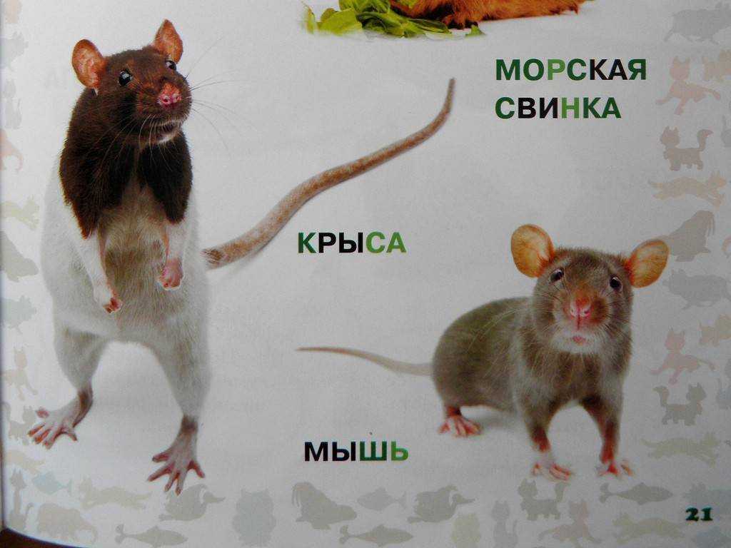 По каким признакам можно отличить мышь от крысы