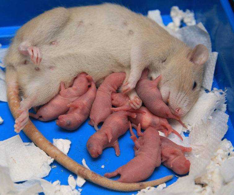 Как понять что крыса беременна? - признаки, длительность, уход
