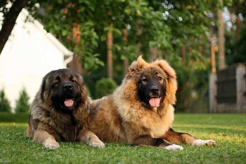 Сторожевые породы собак для частного дома: какую завести для охраны