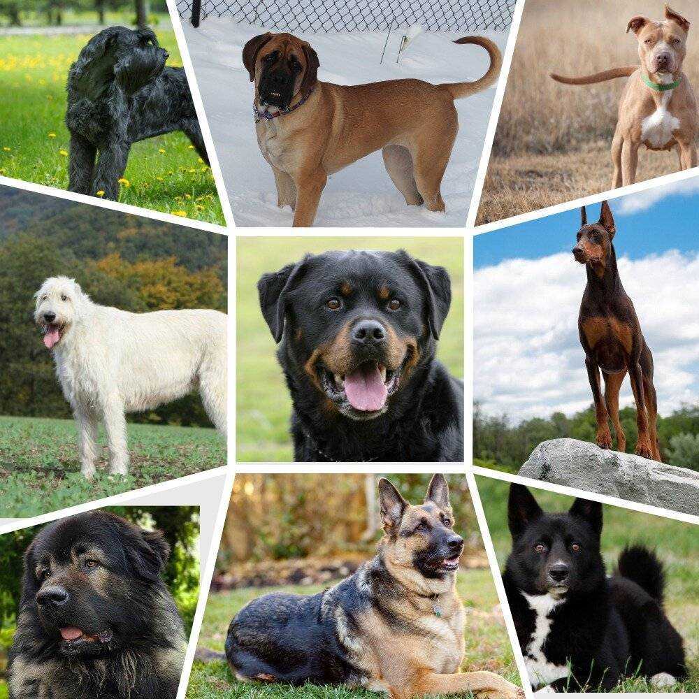 Существующие виды служебных собак, список пород
