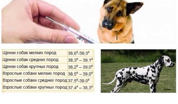 Какая нормальная температура тела у собак?