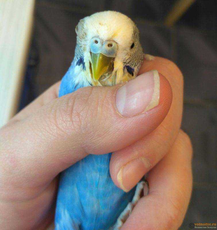 Как отучить ожерелового попугая кричать - наши домашние друзья