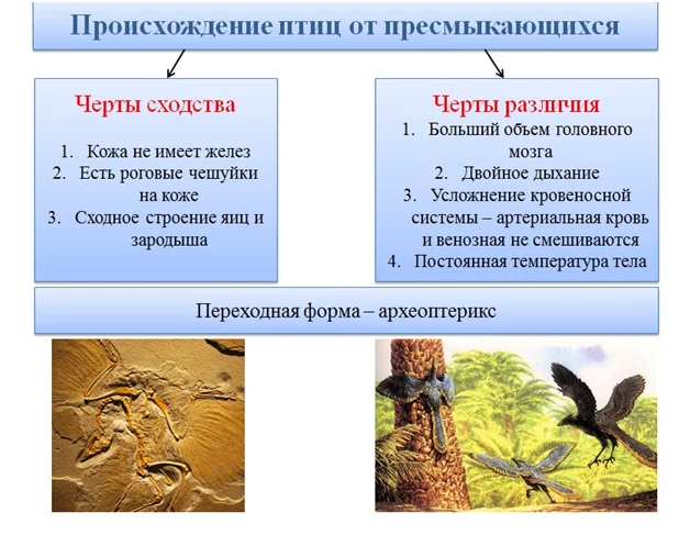 Сибирская горихвостка - описание, среда обитания, интересные факты