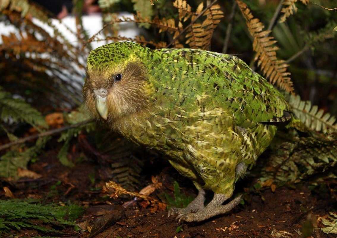 Какапо попугай Образ жизни и среда обитания попугая какапо Статья подробно расскажет о попугае какапо и о его особенностях
