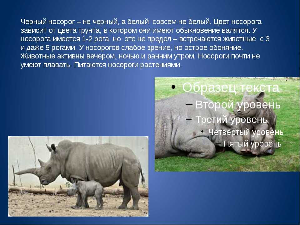 Белый носорог: места обитания, описание, особенности образа жизни :: syl.ru