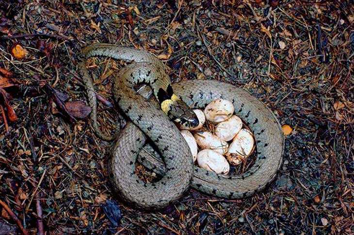 Как рожают змеи свое потомство? когда змеи откладывают яйца