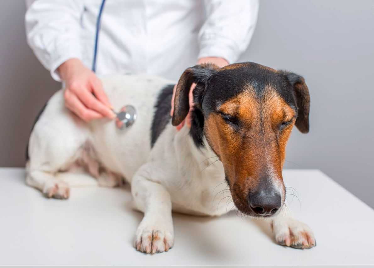 Понятие шумов в сердце у собаки, их основные разновидности и вероятные причины появления Процесс диагностики и способы лечения заболеваний