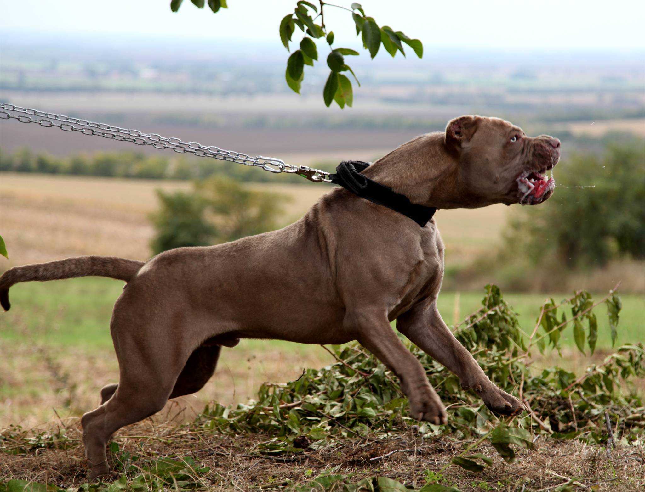 Американский бандог: описание породы, особенности содержания. бойцовские породы собак