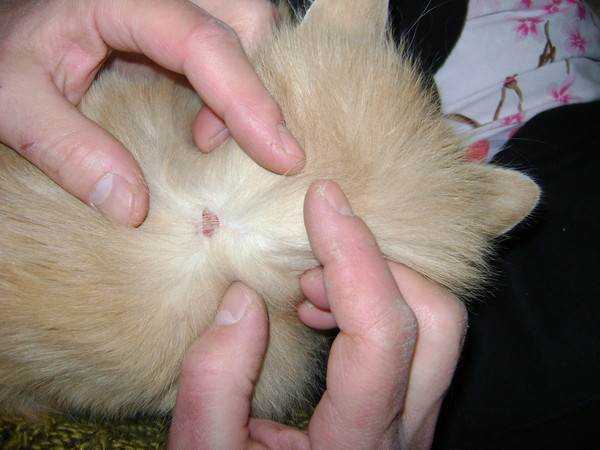Опухоль на шее у собак: почему появилась под кожей, челюстью, лечение - блог о животных - zoo-pet.ru