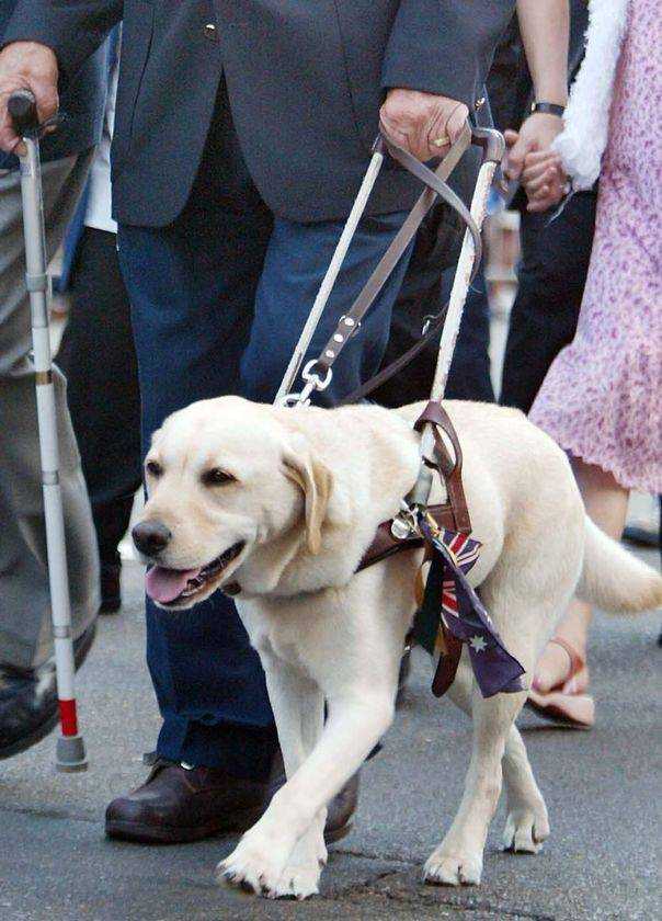 Помощник для слепых – собака-поводырь: топ 10 наиболее востребованных пород