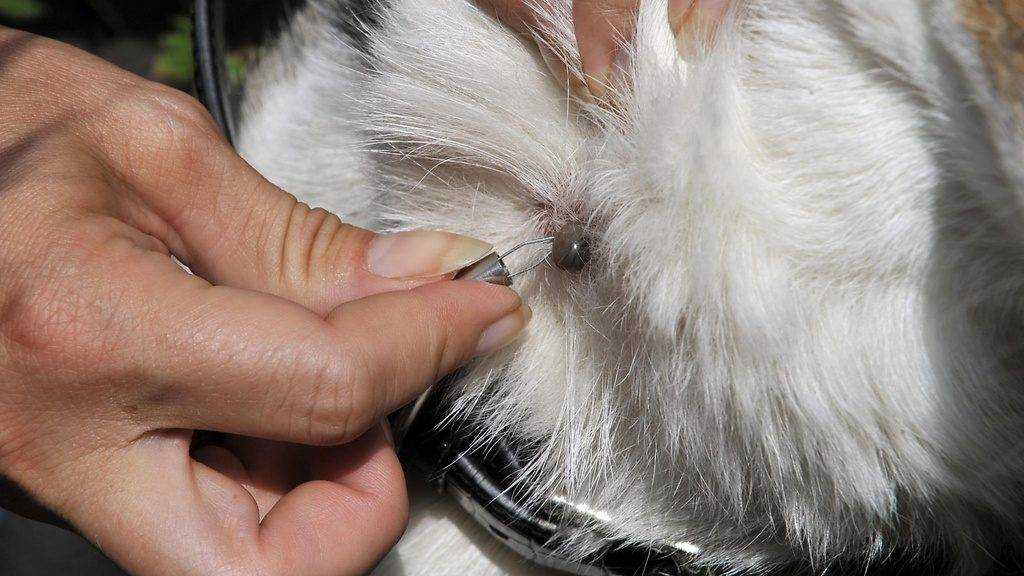 Собаку укусил клещ - в чем опасность, первая помощь после укуса, какие могут быть последствия