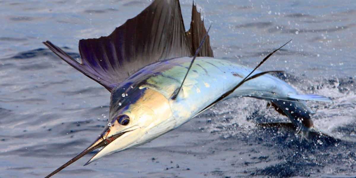Рыба-парусник: максимальная скорость и особенности ловли