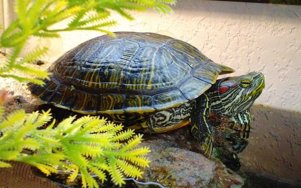 Виды красноухих черепах, условия содержания маленьких и больших рептилий в неволе