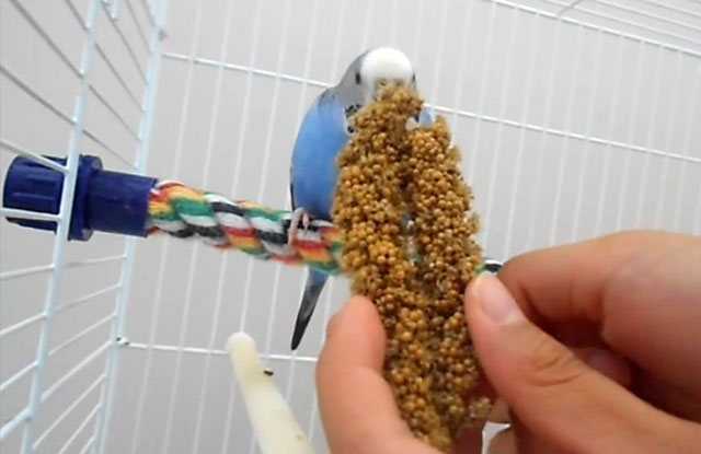 Чем кормить волнистого попугайчика