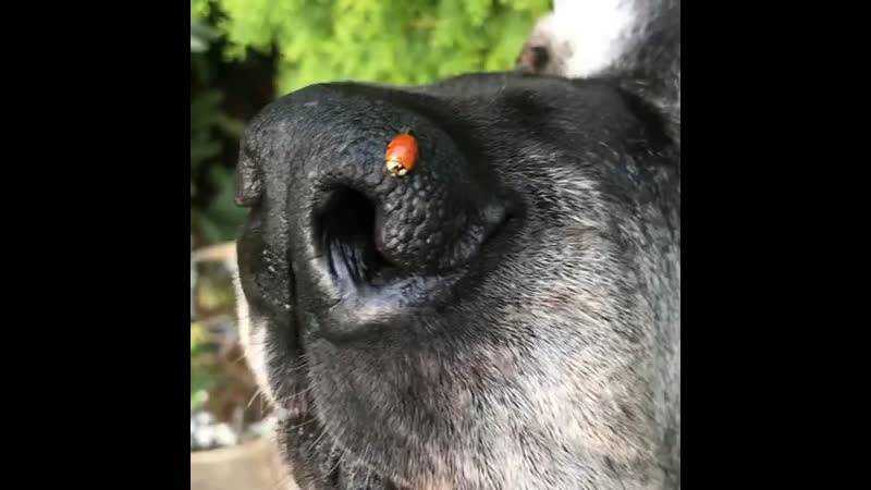 Если у собаки горячий нос: стоит ли беспокоиться