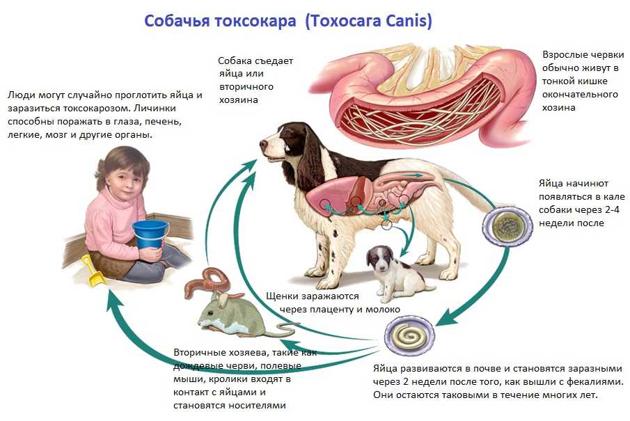 Токсокароз собак, кошек и людей: симптомы и лечение ? муркотики