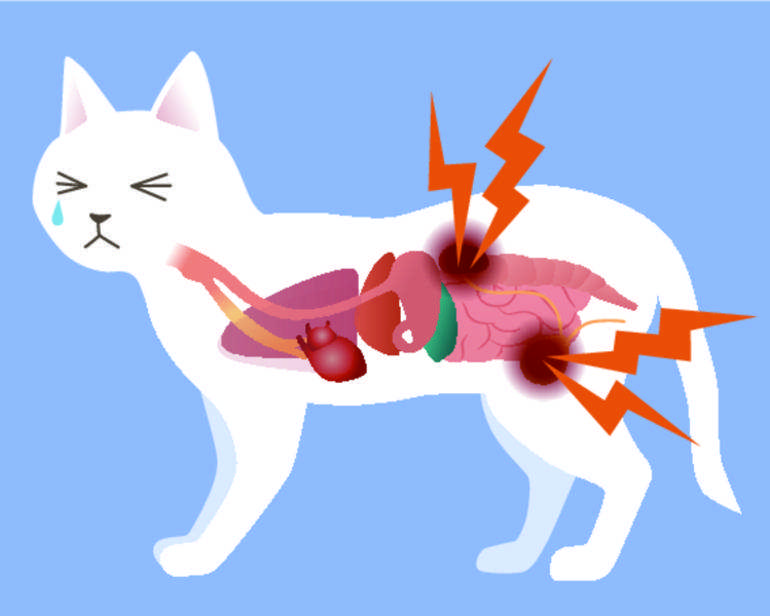 5 распространенных заболеваний у котят. болезни котят