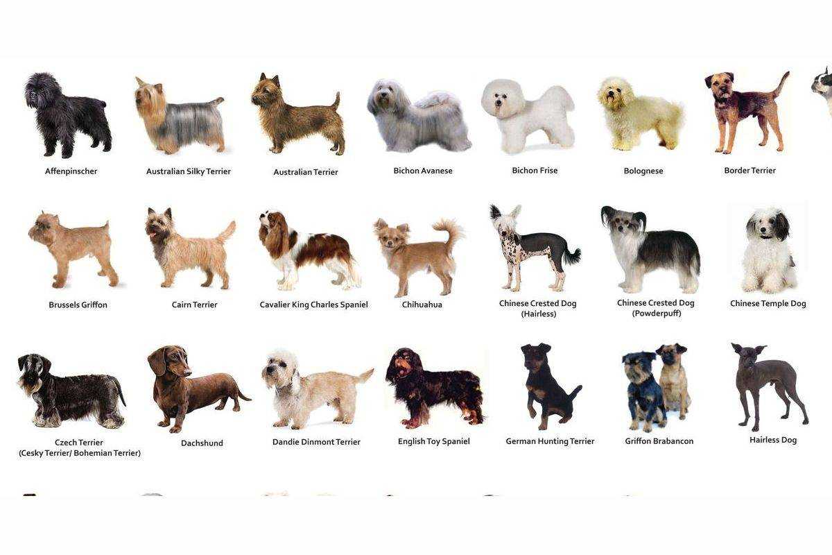 Средние породы собак