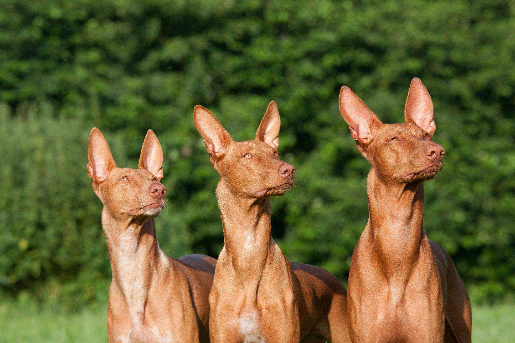 Фараонова собака | собакопедия вики | fandom