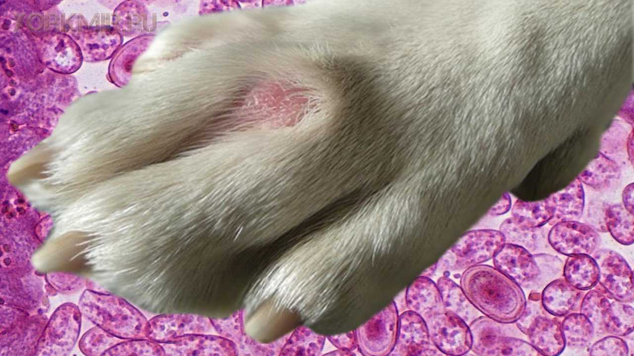 Пододерматит на лапах у собак: симптомы и лечение | в домашних условиях