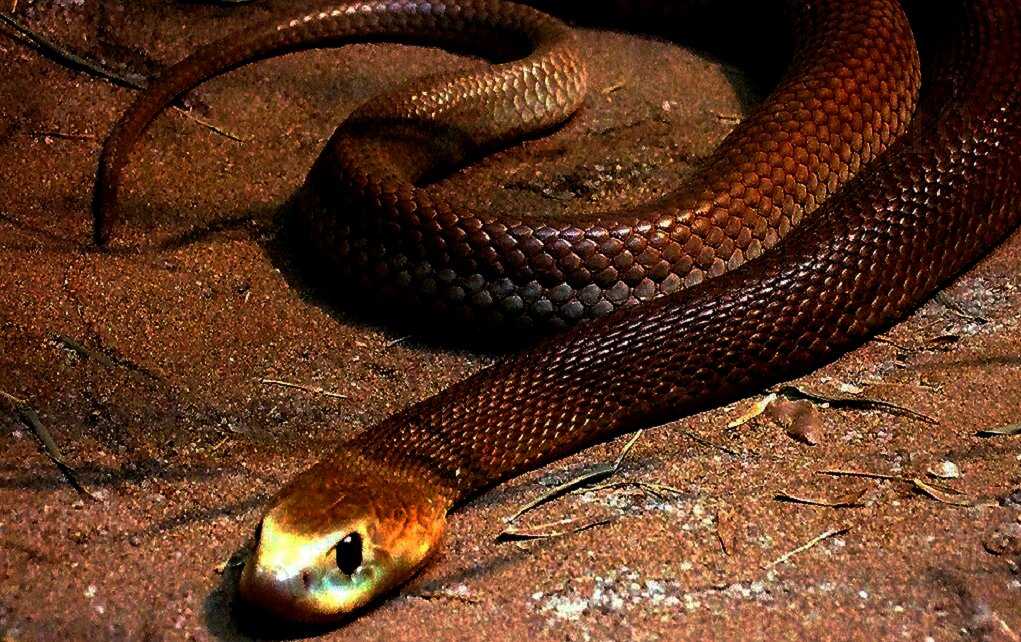 Тайпан глаза изумруды песня. Новогвинейский Тайпан. Прибрежный Тайпан. Самая ядовитая змея в мире Тайпан. Змея Тайпан голубая.