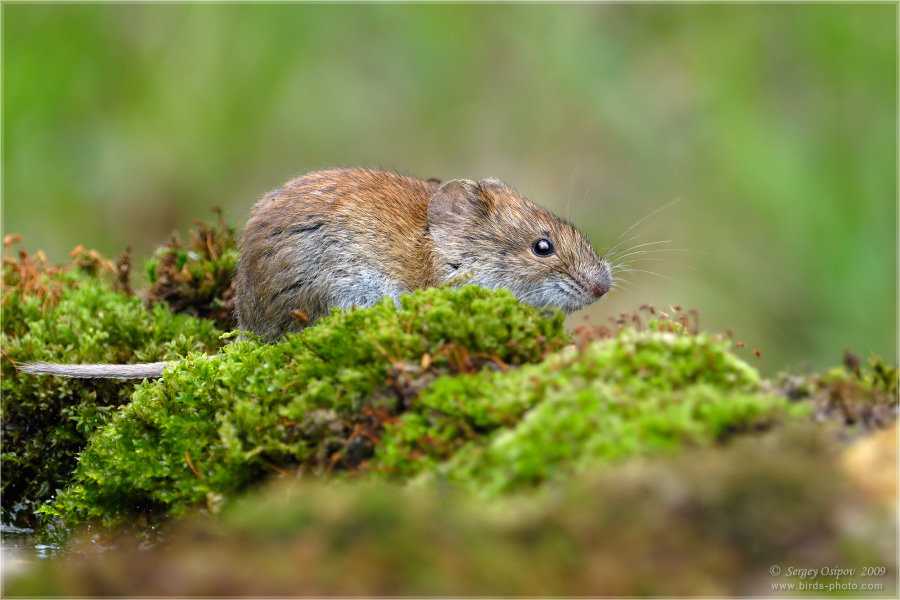 Мышь полевка – фото, описание, ареал, питание, популяция