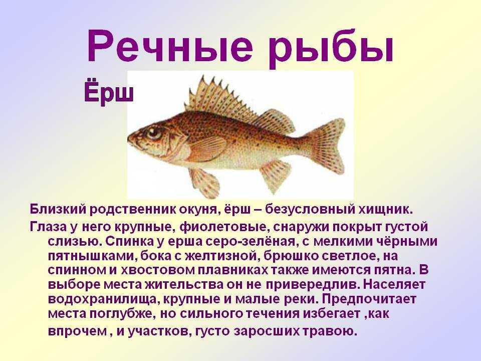 Обыкновенный ёрш — в чем особенность рыбы?